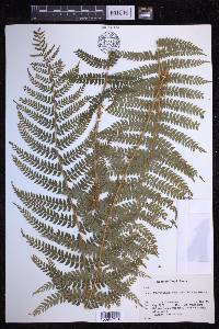 Polystichum setiferum image