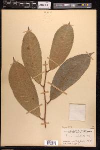 Ficus subulata image