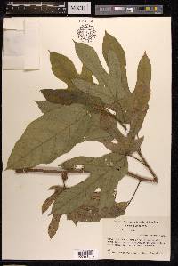 Ficus hirta image