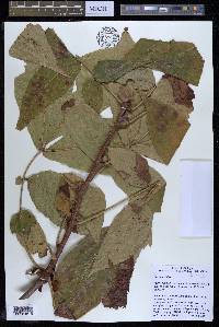 Carya laciniosa image