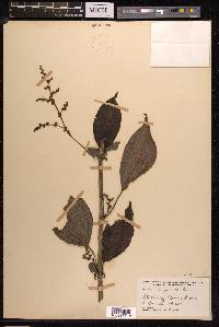 Pilea angulata image