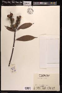 Quercus spicata image