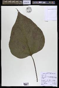 Catalpa speciosa image