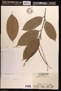 Castanopsis tribuloides image