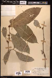 Ficus subulata image