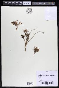 Lophogyne royenella image