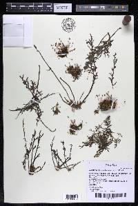 Marathrum foeniculaceum image