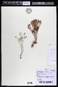 Mourera alcicornis image