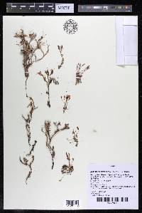 Lophogyne royenella image