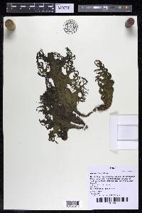 Mourera fluviatilis image