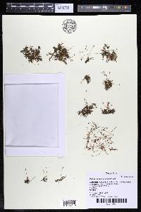 Marathrum foeniculaceum image