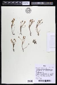 Mourera alcicornis image