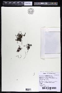 Podostemum ceratophyllum image