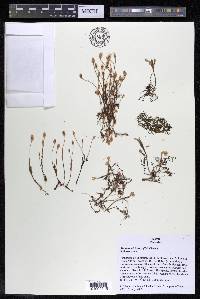 Mourera alcicornis image