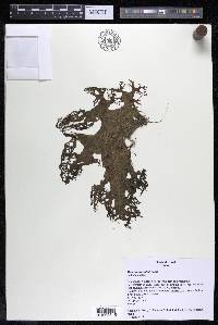 Mourera fluviatilis image