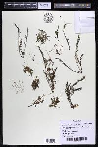 Marathrum foeniculaceum image