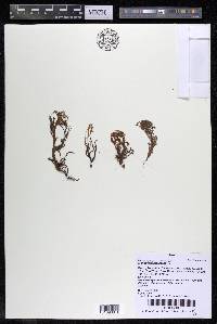 Lophogyne royenella image