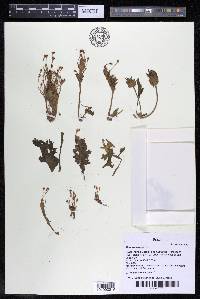 Mourera aspera image