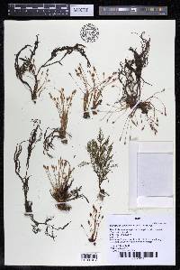 Lophogyne capillacea image