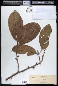 Alangium javanicum image