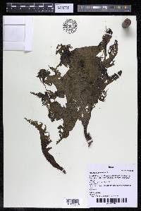Mourera fluviatilis image