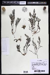 Marathrum foeniculaceum image