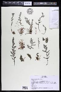 Marathrum foeniculaceum image