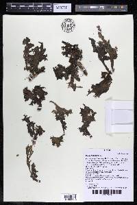 Mourera aspera image