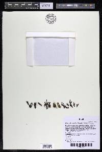 Diamantina lombardii image