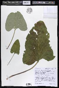 Arctium lappa image