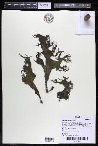 Mourera fluviatilis image