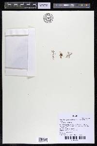 Ceratolacis pedunculatum image