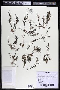 Marathrum foeniculaceum image