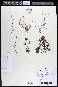 Mourera alcicornis image