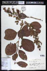 Davilla kunthii image