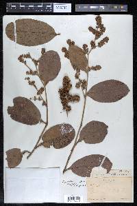 Tetracera portobellensis image