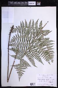 Dryopteris glabra image