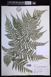 Dryopteris unidentata image