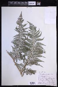 Dryopteris unidentata image