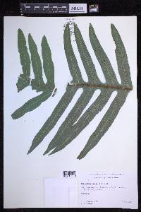 Phlebodium aureum image