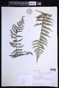 Dryopteris unidentata image