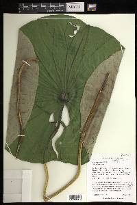 Nelumbo lutea image