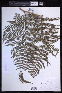 Dryopteris unidentata image