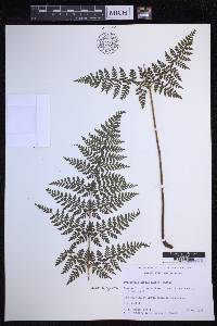 Dryopteris glabra image