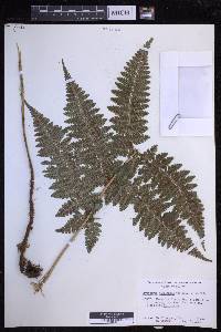 Dryopteris hawaiiensis image