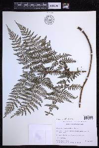 Dryopteris glabra image