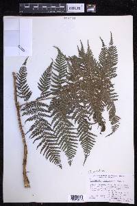 Dryopteris unidentata image