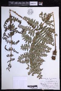 Dryopteris hawaiiensis image