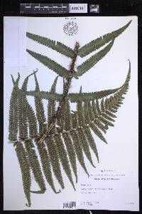 Dryopteris fuscoatra image