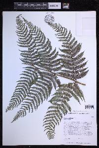 Dryopteris unidentata image
